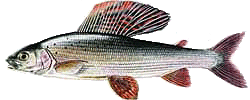 logo_lipan