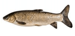 amur