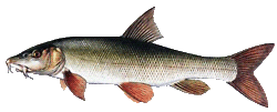 parma